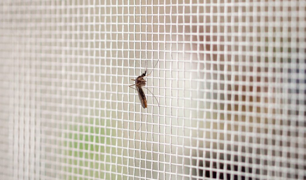 Quanto Costa una Zanzariera al Metro Quadro?