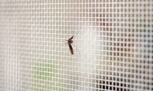 Quanto Costa una Zanzariera al Metro Quadro?