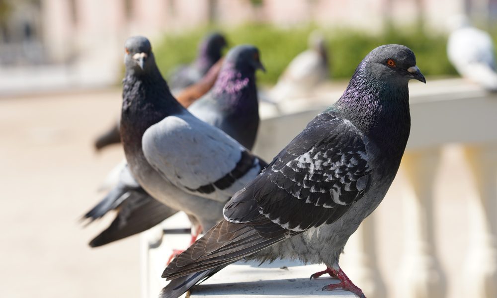 Come allontanare piccioni e volatili: scegliere il metodo giusto in base al problema